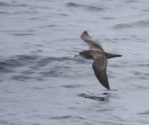 Pink-footed Shearwater